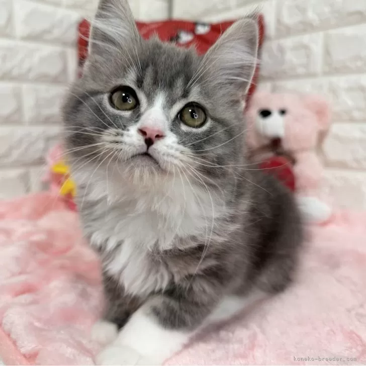 ID：2507-00315の子猫