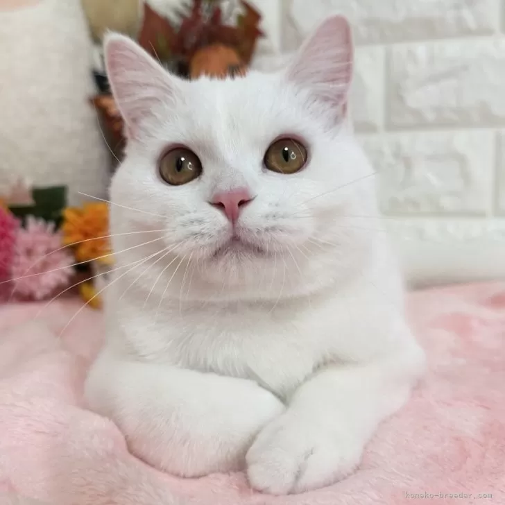 ID:2506-00972の子猫