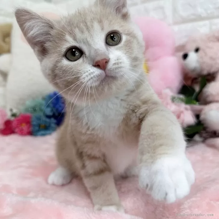 ID：2504-01752の子猫