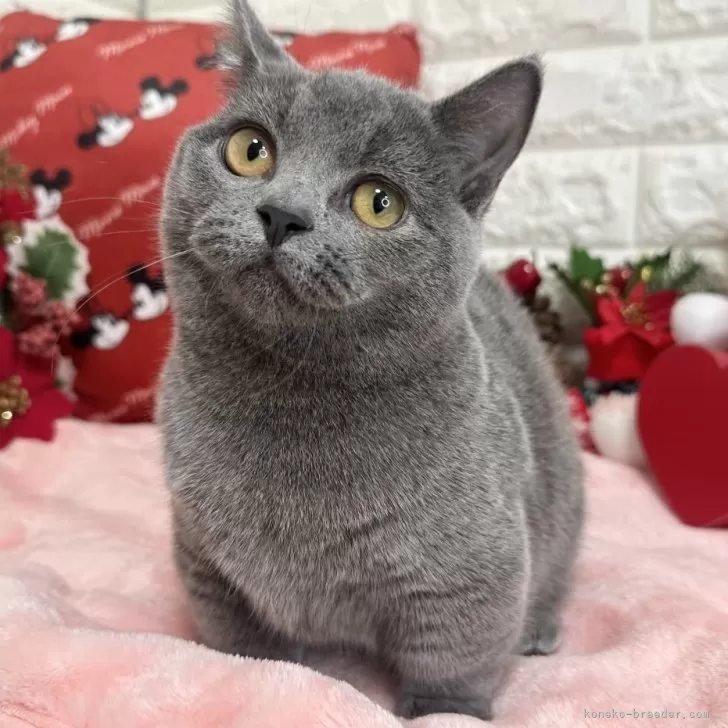 ID:2412-01749の子猫