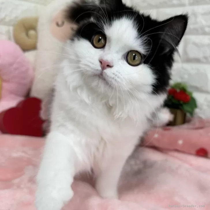 ID：2506-02230の子猫