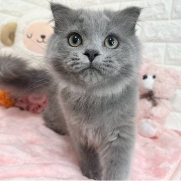 スコティッシュフォールド(折れ耳)【京都府・男の子・2025年3月8日・ブルー（長毛）】の写真「🩷抱っこ大好き🩷」