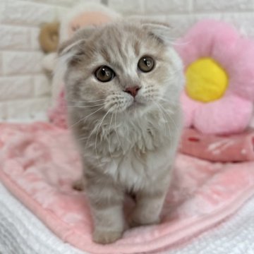 スコティッシュフォールド(折れ耳)【京都府・女の子・2025年8月7日・クリームタビー（長毛）】の写真「🩷抱っこ大好き🩷」