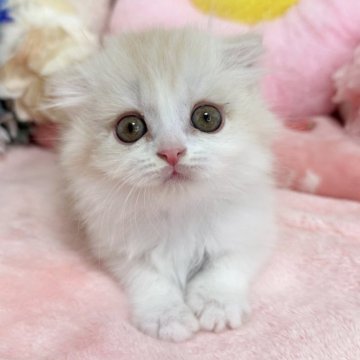 スコティッシュフォールド(折れ耳)【京都府・男の子・2025年4月14日・クリームタビー&ホワイト（長毛）】の写真「🩷懐っこい性格です🩷」