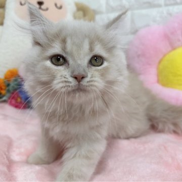 スコティッシュフォールド(立ち耳)【京都府・男の子・2025年4月9日・クリームタビー（長毛）】の写真「🩷イケメンくん🩷」