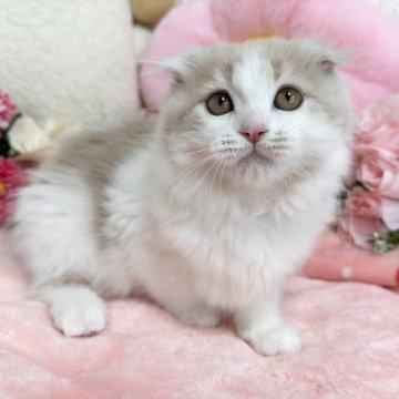 スコティッシュ×マンチカン【京都府・女の子・2025年3月12日・クリームタビー&ホワイト（長毛）】の写真「🩷めちゃくちゃ甘えたさん🩷」