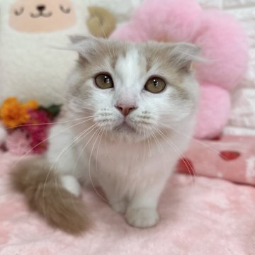 スコティッシュ×マンチカン【京都府・女の子・2025年3月12日・クリームタビー&ホワイト（長毛）】の写真「🩷めちゃくちゃ甘えたさん🩷」