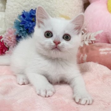 スコティッシュフォールド(立ち耳)【京都府・男の子・2025年4月14日・ホワイト（短毛）】の写真「🩷元気ボーイ🩷」