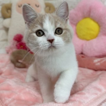 スコティッシュフォールド(立ち耳)【京都府・女の子・2025年8月7日・クリームタビー&ホワイト（短毛）】の写真「🩷まんまるお顔🩷」