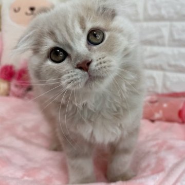 スコティッシュフォールド(折れ耳)【京都府・女の子・2025年8月7日・クリームタビー(長毛)】の写真「🩷元気ガール🩷」
