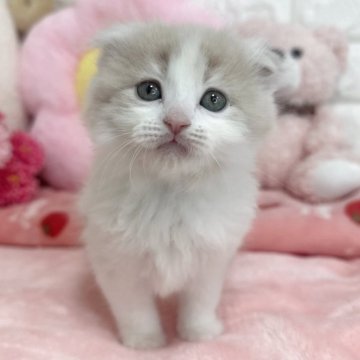 スコティッシュ×マンチカン【京都府・女の子・2025年3月12日・クリームタビー&ホワイト（長毛）】の写真「🩷ハムスターみたい🩷」