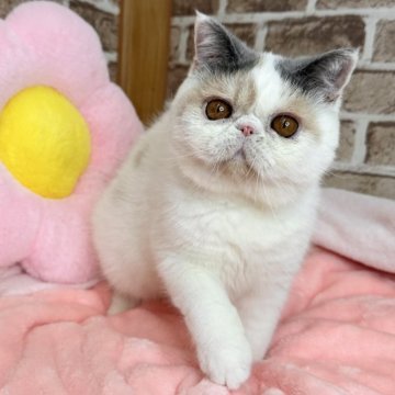 エキゾチックショートヘア【京都府・女の子・2025年4月16日・ダイリュートキャリコ（短毛）】の写真「🩷ムクムクちゃん🩷」