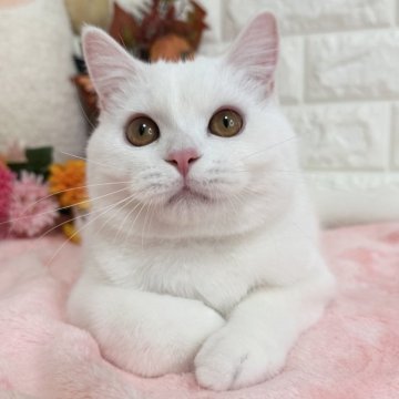 スコティッシュフォールド(立ち耳)【京都府・男の子・2025年4月14日・ホワイト（短毛）】の写真「🩷むちむちボディー🩷」
