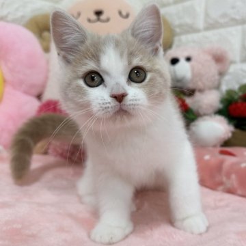 スコティッシュフォールド(立ち耳)【京都府・女の子・2025年8月7日・クリームタビー&ホワイト(短毛)】の写真「🩷まんまるお顔🩷」
