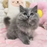 スコティッシュフォールド(立ち耳)