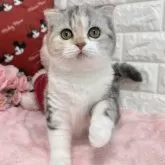 スコティッシュフォールド(折れ耳)