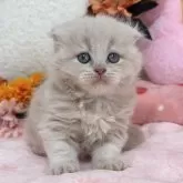 スコティッシュフォールド(折れ耳)