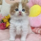 スコティッシュフォールド(折れ耳)