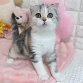 スコティッシュフォールド(折れ耳)