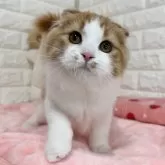 スコティッシュフォールド(折れ耳)