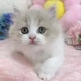 スコティッシュフォールド(立ち耳)