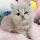 スコティッシュフォールド(立ち耳)