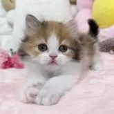 スコティッシュフォールド(立ち耳)