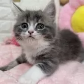 スコティッシュフォールド(立ち耳)