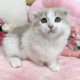 スコティッシュ×マンチカン
