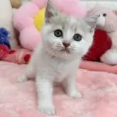 スコティッシュフォールド(立ち耳)