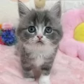 スコティッシュフォールド(立ち耳)