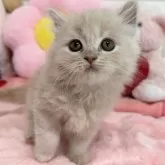 スコティッシュフォールド(立ち耳)