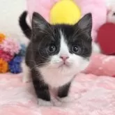スコティッシュフォールド(立ち耳)