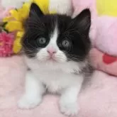スコティッシュフォールド(立ち耳)