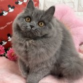 ブリティッシュショートヘア