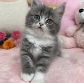 スコティッシュフォールド(立ち耳)