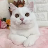 スコティッシュフォールド(立ち耳)