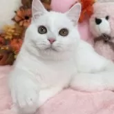 スコティッシュフォールド(立ち耳)