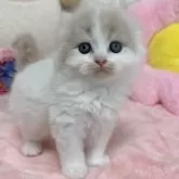 スコティッシュフォールド(折れ耳)