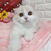スコティッシュフォールド(折れ耳)