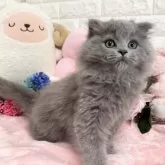 スコティッシュフォールド(折れ耳)