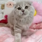スコティッシュフォールド(折れ耳)【京都府・女の子・2025年8月7日・クリームタビー】の写真2