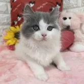 スコティッシュフォールド(立ち耳)【京都府・男の子・2025年5月24日・ブルー&ホワイト】の写真2