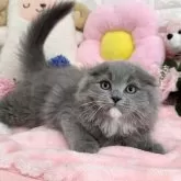スコティッシュフォールド(折れ耳)【京都府・男の子・2025年3月8日・ブルー&ホワイト】の写真3