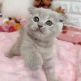 スコティッシュフォールド(折れ耳)【京都府・女の子・2025年8月7日・クリームタビー】の写真3