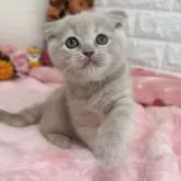 スコティッシュフォールド(折れ耳)【京都府・女の子・2025年8月7日・クリームタビー】の写真4