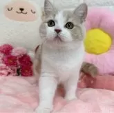 スコティッシュフォールド(立ち耳)【京都府・女の子・2025年8月7日・クリームタビー&ホワイト】の写真4