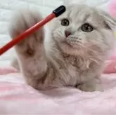 スコティッシュフォールド(折れ耳)【京都府・女の子・2025年8月7日・クリームタビー】の写真5