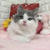 スコティッシュフォールド(立ち耳)【京都府・男の子・2025年5月24日・ブルー&ホワイト】の写真5