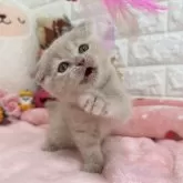 スコティッシュフォールド(折れ耳)【京都府・女の子・2025年8月7日・クリームタビー】の写真6